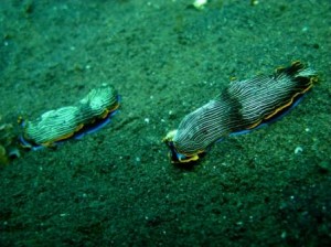 16 09 09 - Nudi 052 Etranges nudibranches (Puri Jati - Bali)