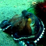 16 09 09 - Poulpe Poulpe dans sa bouteille (Puri Jati - Bali)