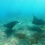 25 09 - Deux Manta Sur Manta Point (Bali)