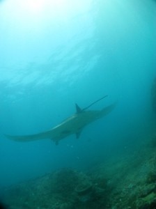 25 09 - Manta vol plané Quelle élégance (Raie Manta - Manta Point - Bali)