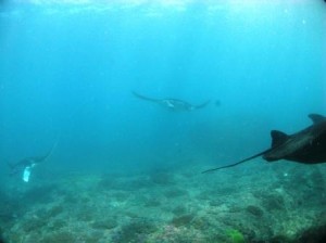 25 09 - Une, Deux, Trois Manta sur Manta Point - Bali