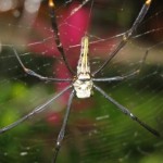 26 09 - Araignée Araignée (Bali)