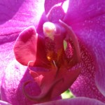 26 09 - Orchidée - Ubud Orchidée (Ubud - Bali)