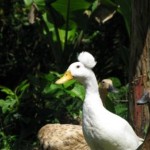 26 09 - Paysage - Padangbai - Ubud Cendana Hotel (16) canard et sa houpette (Ubud)