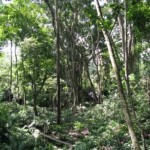 28 09 - Paysage - Ubud (31) Forêt aux singes (Ubud - Bali)