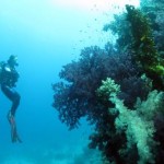 Anso (Nelson Reef) Marsa Shagra