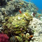 Poisson pierre (Anso - Nelson - Marsa Shagra)