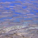 Banc de barracudas (Reef Nord - Marsa Shagra)