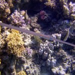 Poisson flûte (Marsa Shagra - Egypte)