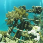 Abu Ghosun (épave au Sud de Marsa Shagra)