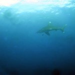 Requin Longimalus (Elphinstone)