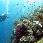 Anso Reef (Nelson - Marsa Shagra)