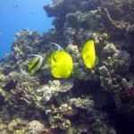 Poissons papillon (Anso Reef)