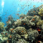 Marsa Shagra (Reef Sud)