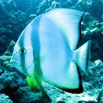 Platax- Marsa Shagra