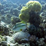 Poisson Picasso (Reef Sud - Marsa Shagra)