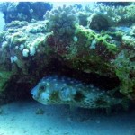 Tetrodon - Reef Sud - Marsa Shagra