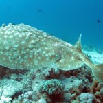 Raie torpille (Reef Nord - Marsa Shagra)