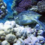 Tortue - Egypte -Marsa Shagra