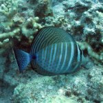 Chirurgien voilier (Reef Sud - Marsa Shagra)