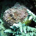 Poisson Pierre (Marsa Shagra)