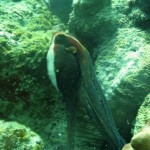 Poulpe (Reef Nord - Marsa Shagra)