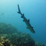 Le requin de Fred (Reef Nord - Marsa Shagra)