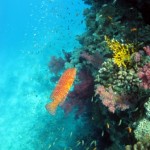 vieille étoilée -  Marsa Shagra - Egypte