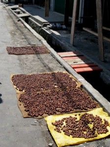 Noix de Muscade au séchage ( Ruang Island)