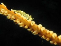 04 12 10 - Crevette commensale de corail fouet (Alor Islands, Indonésie)