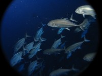 06 12 10 - Banc de carrangues (Lucipara Island - Banda Sea - Indonésie)