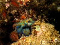 07 12 10 - Poisson Mandarin (Banda Neira Island, Indonésie)