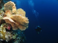 08 12 10 - Plongée dans le bleu (Hatta - Banda Islands, Indonésie)