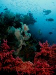 10 12 10 - Ambiance - Koon Islands (Banda Sea - Indonésie)