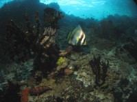 12 12 10 - Vue sous-marine (Farundi Island - Raja Ampat - Papua Indonesia)