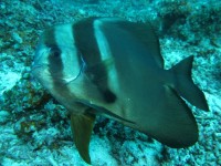 13 12 10 - Platax (Raja Ampat - Indonésie)