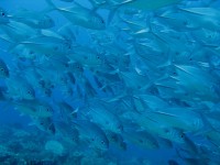 14 12 10 - Plongée dans un banc de carrangues- (Cape Kri - Raja Ampat - Indonésie)