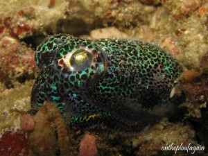 01 - Seiche Bobtail (Mioskon - (Raja Ampat - Indonésie)