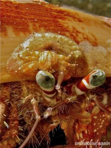04 - Bernard L hermite aux yeux verts (Bianka - Détroit de Lembeh)