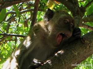 04 - Foret aux Singes (Kupang - Timor)