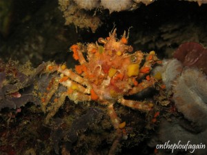 05 - Araignée épineuse (Bianka - Détroit de Lembeh)