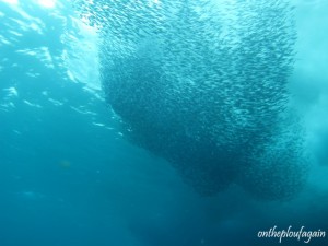 05 - Banc de calamars (Pelee Island - Raja Ampat)