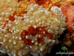 06 - Crabe orang-outang (Angel Window - Lembeh)
