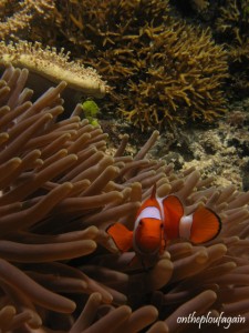 06 - Poisson clown à joues épineuses (Missol - Boo - Raja Ampat)