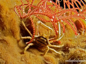 07 - Galathée (Batu Dubang - Lembeh)