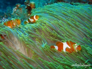 07 - Poisson clown à trois bandes (Wayag - Raja Ampat)