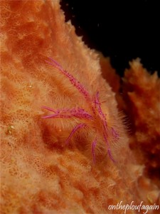 08 - Galathée de Wally (Nudi Falls - Lembeh)