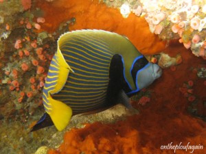 08 - Poisson ange (Kawe - Raja Ampat)