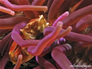 09 - Crabe porcelaine (Hair Ball I - Lembeh)