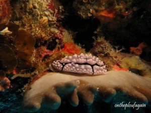 09 - Phyllidiopsis pipeki (Bali Hall - Alor - Flores)